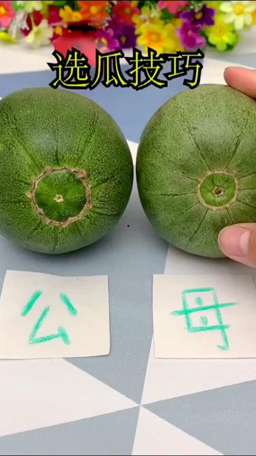 今日终瓜什么意思,探寻网络流行语的奥秘与魅力