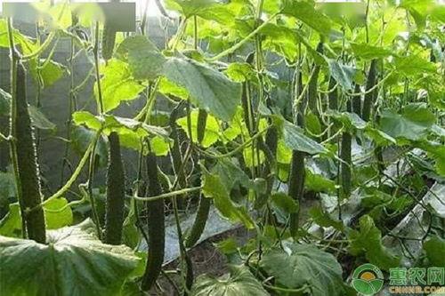 江苏鲜瓜今日价格,丰硕上市，品质优价宜