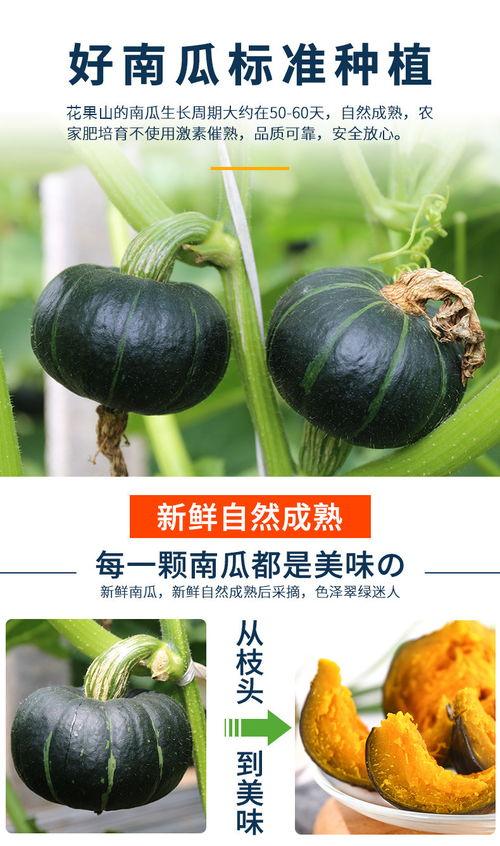 今日绿板栗瓜价格,市场波动下的新动态