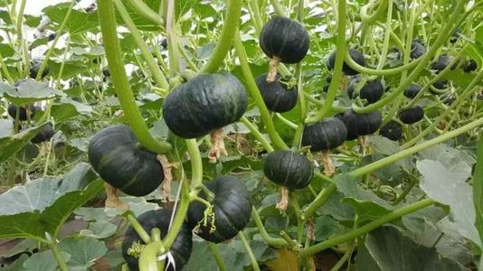 今日绿板栗瓜价格,市场波动下的新动态