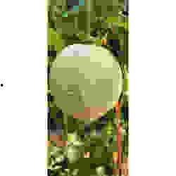 今日海南哈密瓜价格查询