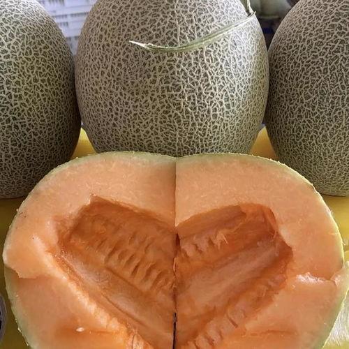 今日海南哈密瓜价格查询