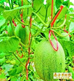 海南东方哈密瓜今日最新价格,价格行情一览