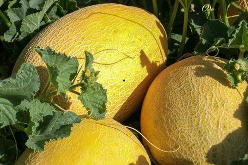 瓜州蜜瓜今日啥价格,品质之选，价格亲民