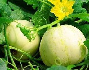 今日白梨瓜最新价格,今日行情一览！”