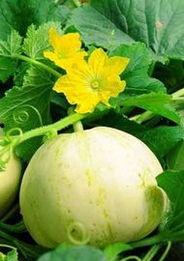 今日白梨瓜最新价格,今日行情一览！”