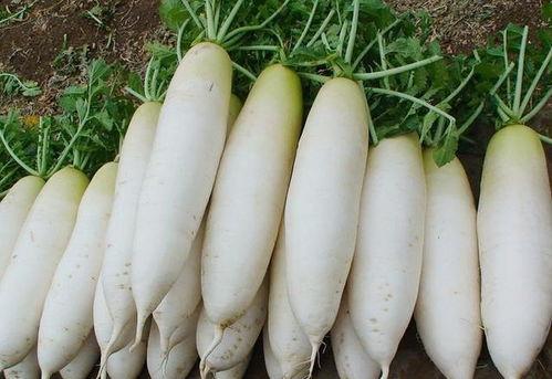 今日白梨瓜最新价格,今日行情一览！”