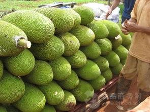 今日乳瓜批发价,市场行情波动，价格涨跌不一