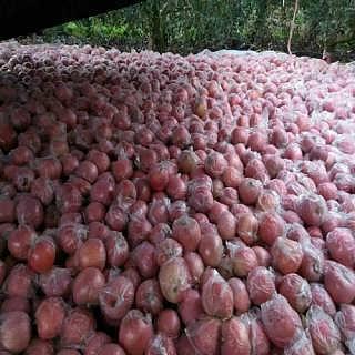 今日乳瓜批发价,市场行情波动，价格涨跌不一