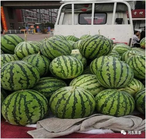 今日夏宝瓜价,夏宝瓜价格今日行情一览