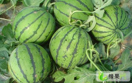 今日夏宝瓜价,夏宝瓜价格今日行情一览