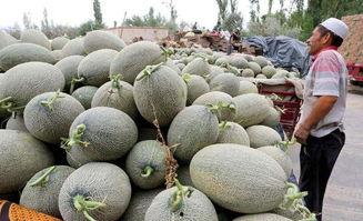 哈密瓜今日达,新鲜美味，尽享夏日清凉