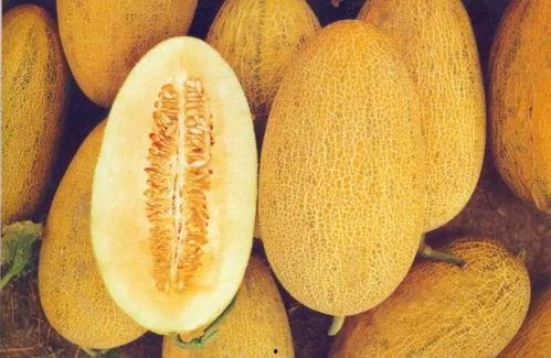 唐山哈密瓜今日价格,价格行情一览”