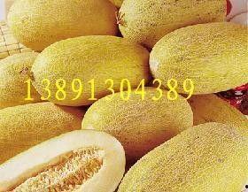 阿拉善哈密瓜今日价格行情,价格行情一览无余”