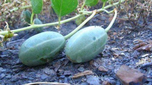 今日的瓜价多少一斤,XX元/斤，畅享夏日清凉佳品