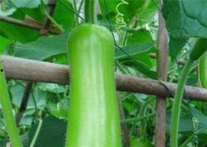 今日瓠瓜的价格,市场行情一览