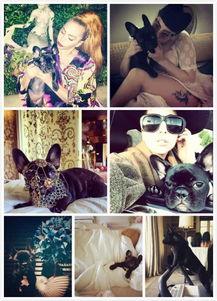 明星网红为猫狗发声,明星网红共为毛孩权益发声