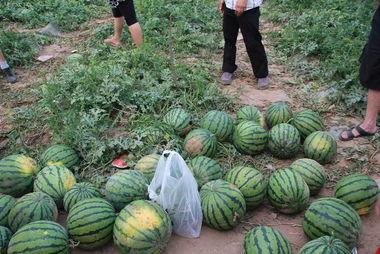 今日摘瓜什么价钱啊图片,今日摘瓜价格大揭秘！