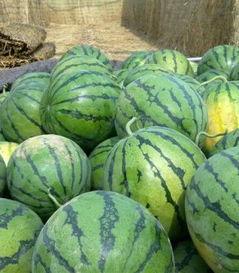 山东旱瓜今日收购价,行情波动，农民收益如何？