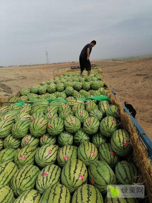 宁夏砂瓜今日最新价格