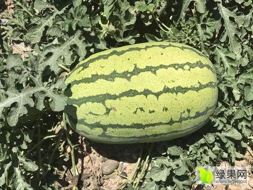 宁夏砂瓜今日最新价格