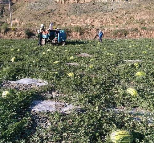 宁夏砂瓜今日最新价格